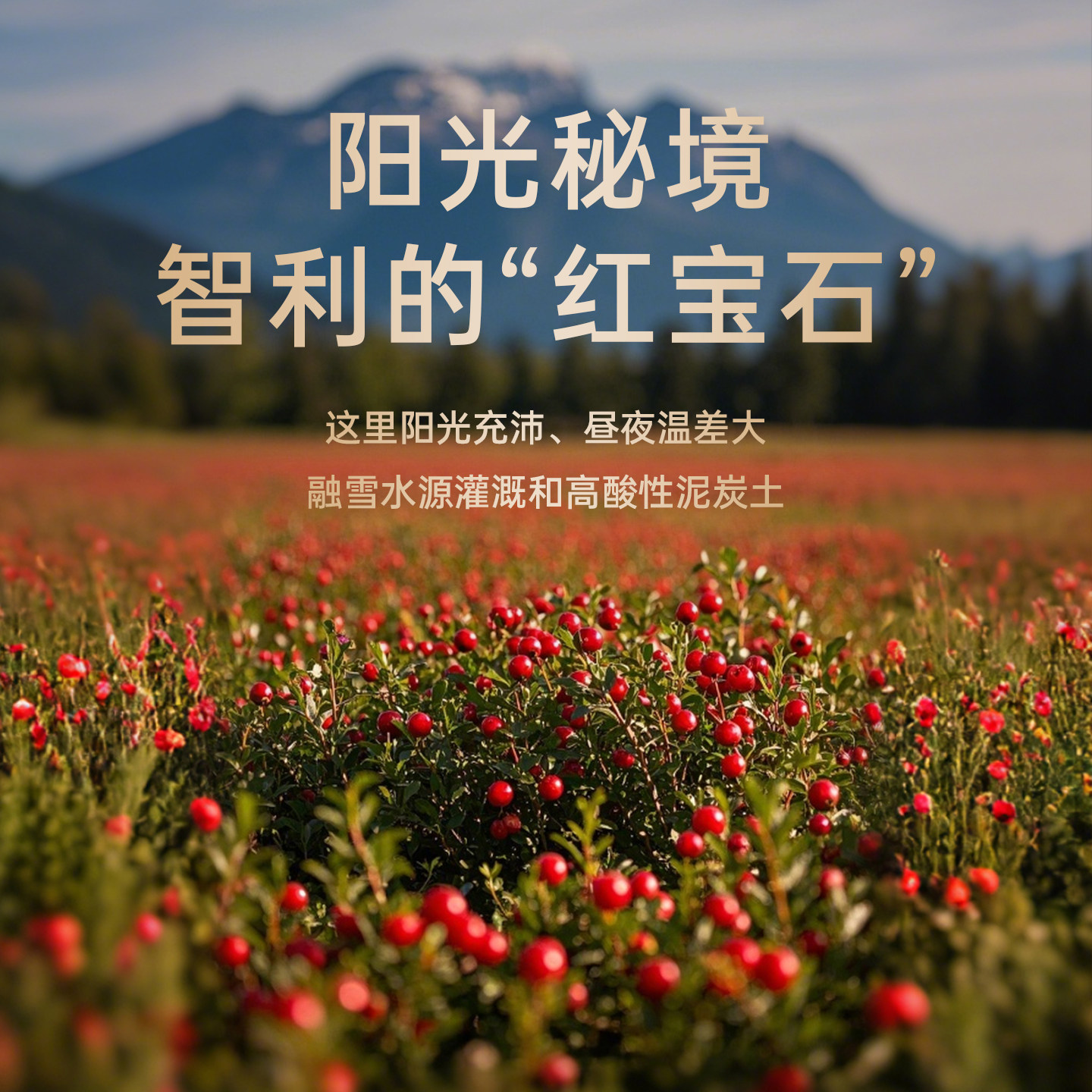 臻味智利蔓越莓干批发囤货罐装烘焙用高端果干厂家直发官方企业店,淘宝优惠券,粉丝福利购,淘宝优惠卷