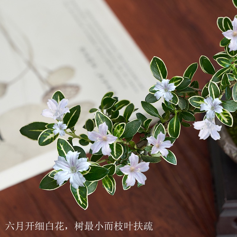 金边六月雪盆景老桩造型悬崖提根盆栽室内绿植红花好养办公室摆件 - 图1