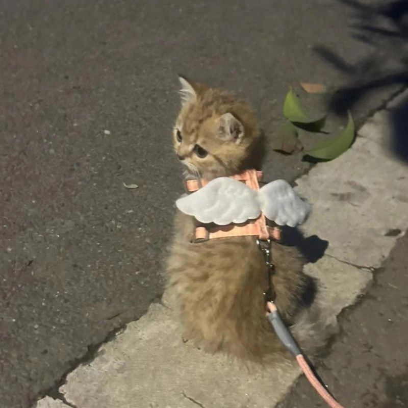 猫咪牵引绳外出专用遛猫绳可爱翅膀防挣脱可调节胸背狗狗宠物用品,淘宝优惠券,粉丝福利购,淘宝优惠卷