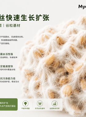 平菇菌谷粒基质DIY材料560g