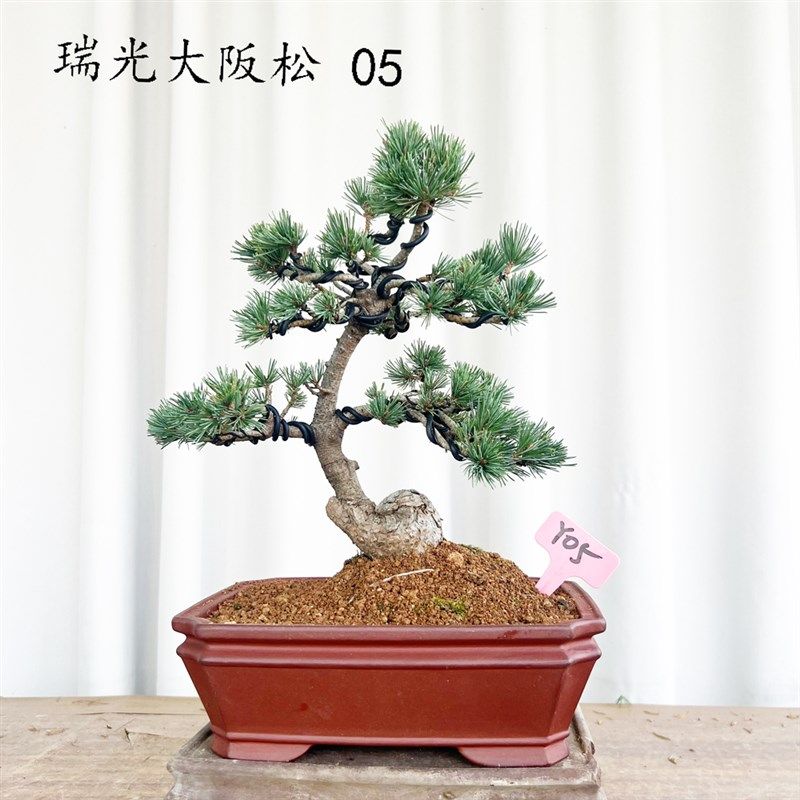 瑞光大阪松杨梅大阪松造型迎客松五针I松金针大阪松桌面阳台盆景,淘宝优惠券,粉丝福利购,淘宝优惠卷