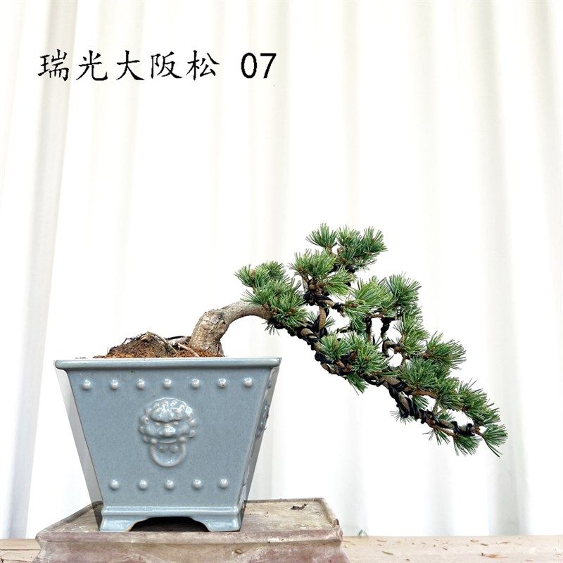 瑞光大阪松杨梅大阪松造型迎客松五针I松金针大阪松桌面阳台盆景,淘宝优惠券,粉丝福利购,淘宝优惠卷