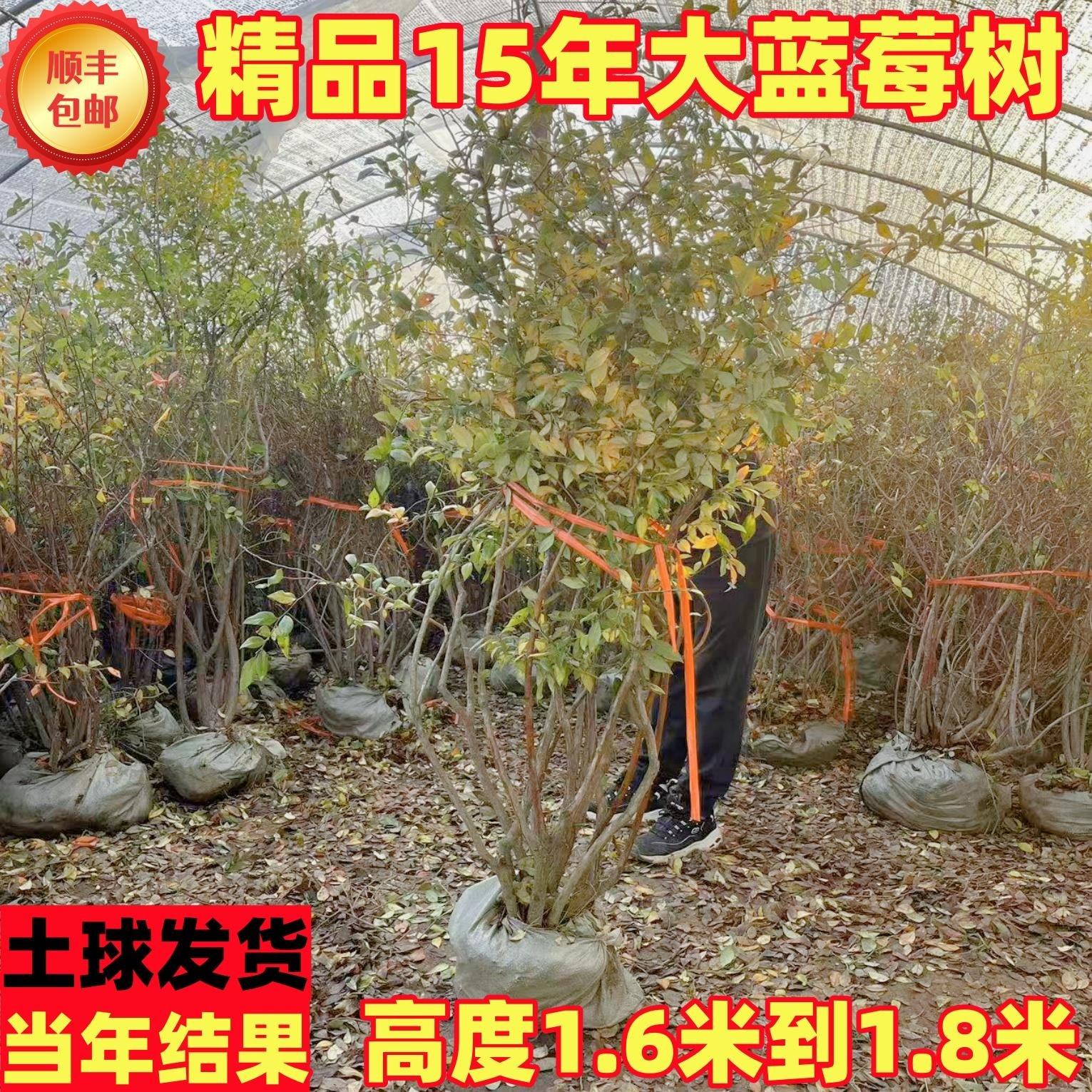 特大蓝莓树果苗L25兔眼奥尼尔南北方庭院盆栽地栽当年结果蓝莓苗,淘宝优惠券,粉丝福利购,淘宝优惠卷