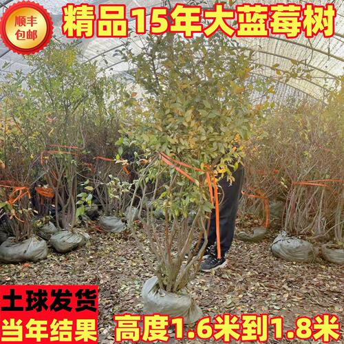特大蓝莓树果苗L25兔眼奥尼尔南北方庭院盆栽地栽当年结果蓝莓苗 - 图2