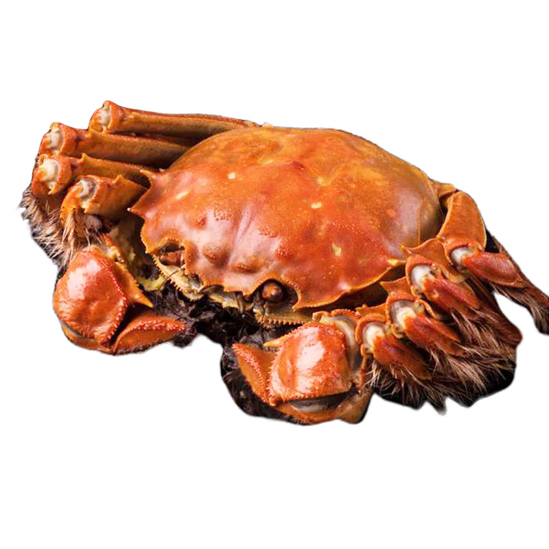 鲜活苏州核心产区湖水特大大闸蟹公4.5两母3.5两10只礼盒装阳澄,淘宝优惠券,粉丝福利购,淘宝优惠卷