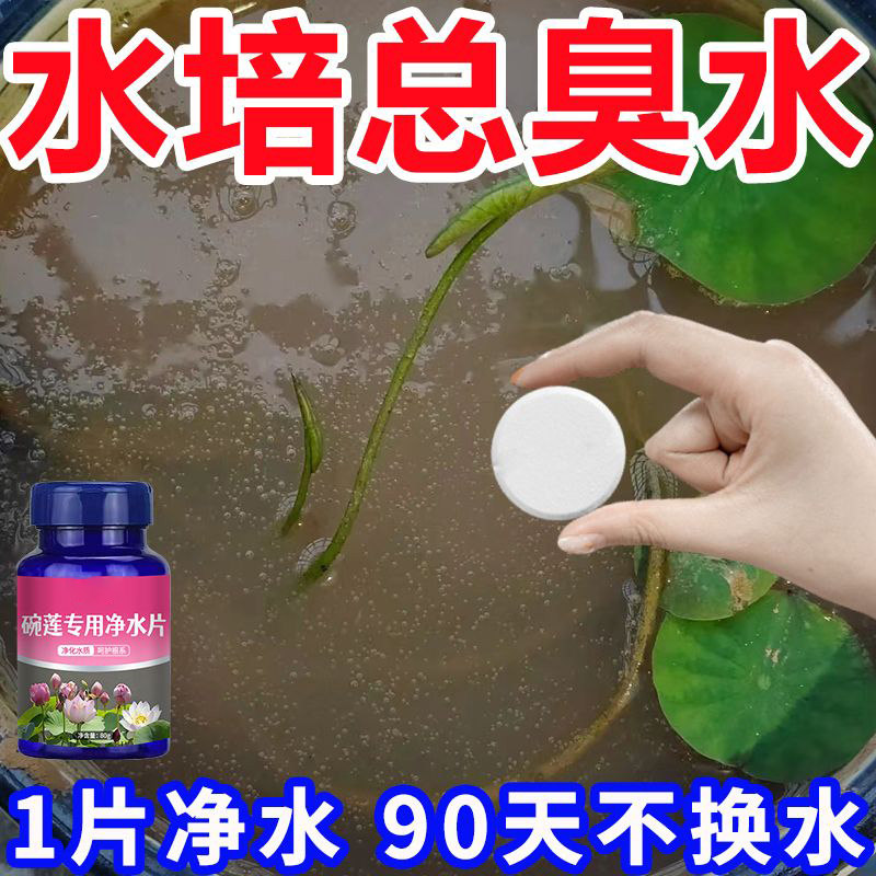 【净水促花】碗莲净水片催芽睡莲开花黄叶叶面黑烂叶增肥水培通用,淘宝优惠券,粉丝福利购,淘宝优惠卷