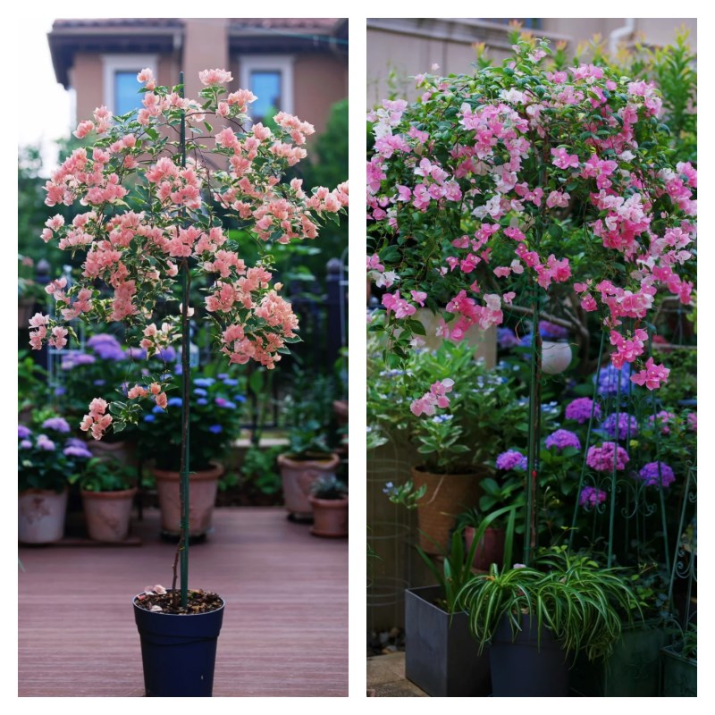 三角梅高飘支撑杆月季爬藤架子花架固定器绿植物防倒伏花卉支撑架 - 图1