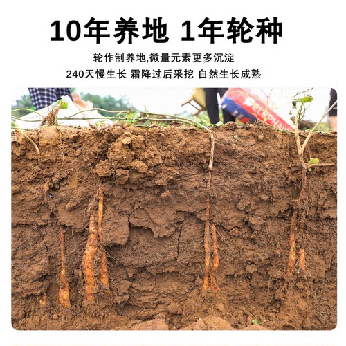 正宗河南焦作铁棍长怀山药温县垆土官方旗舰店淮山药粉干新鲜5斤 - 图0