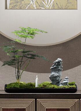 创意办公室摆件微景观文竹苔藓水培花盆景绿植客厅茶室桌面装饰品
