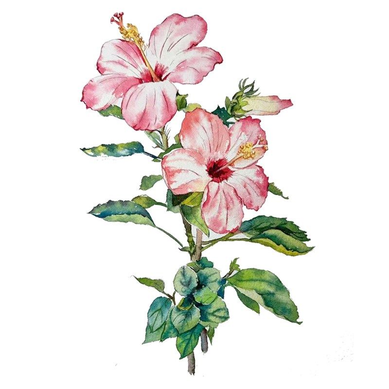 画鸭花卉春暖花开系列水彩线稿临摹草稿本水彩纸填色初学入门线描,淘宝优惠券,粉丝福利购,淘宝优惠卷