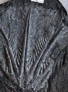 天然贵州关岭海百合棘皮动物化石原石材啊翁菊石古生物科普收藏品