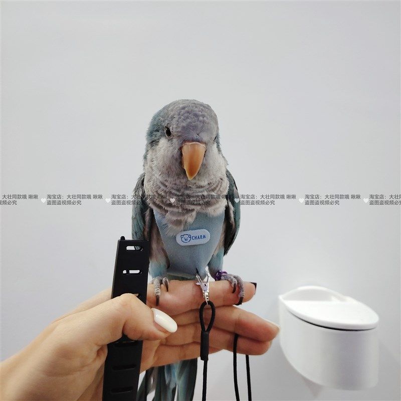 一片式舒适款虎皮牡丹玄凤鹦鹉鸟衣服小背心衣服飞行背带放飞绳,淘宝优惠券,粉丝福利购,淘宝优惠卷