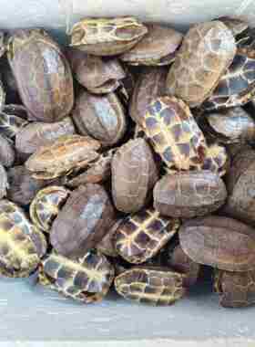 乌龟壳精品天然完整六爻