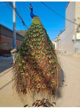 孔雀标本摆件白孔雀真羽毛标本客厅落地家居装饰婚庆乔迁开 业送