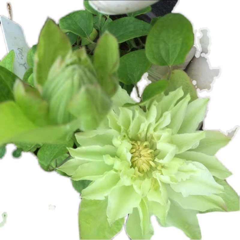 四季重瓣铁线莲爬藤植物花苗带花大庭院花卉盆栽地栽观花植物室内 - 图2