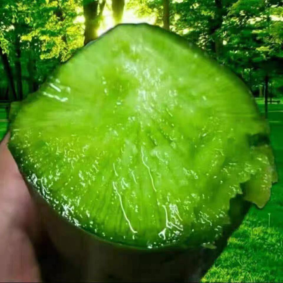 正宗天津沙窝萝卜天星2号不辣现挖新鲜蔬菜脆甜水果青萝卜礼盒,淘宝优惠券,粉丝福利购,淘宝优惠卷