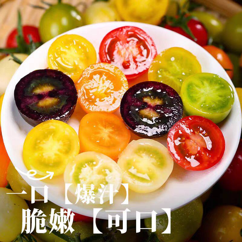 山东七彩小番茄新鲜现摘现发彩色小柿子清甜多汁圣女果混合装水果