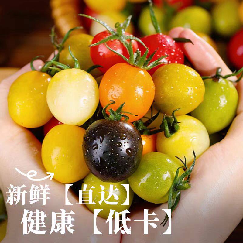 山东七彩小番茄新鲜现摘现发彩色小柿子清甜多汁圣女果混合装水果