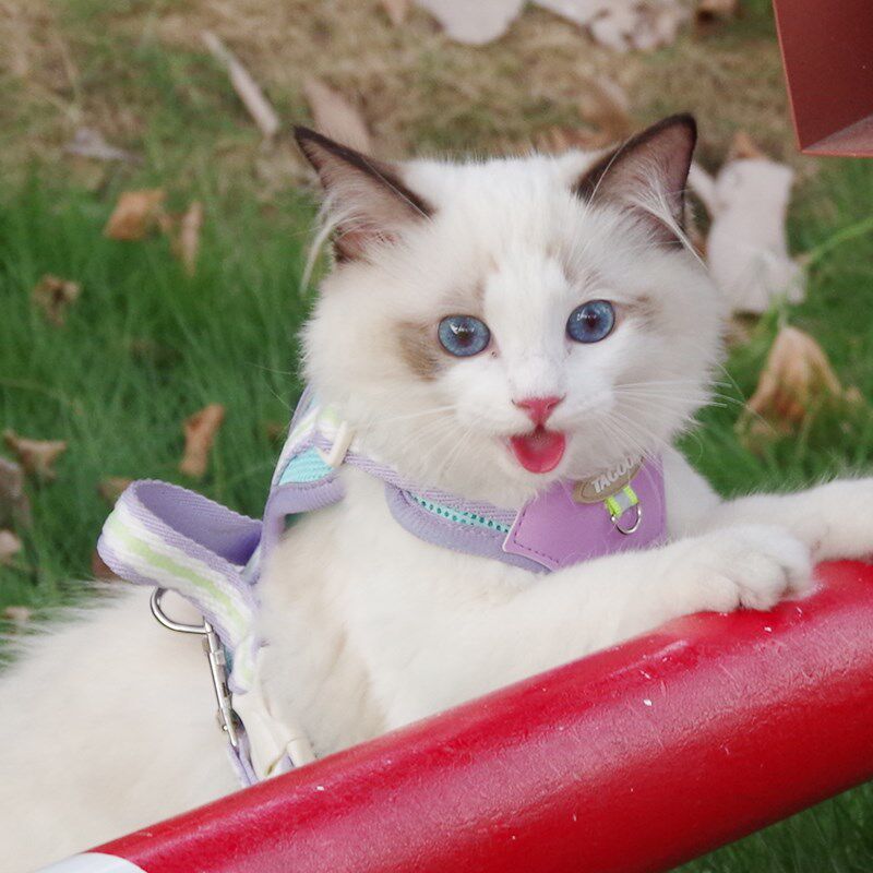 夏季猫咪牵引绳防挣脱外出专用背心式溜猫绳子胸背带可调节遛猫绳,淘宝优惠券,粉丝福利购,淘宝优惠卷