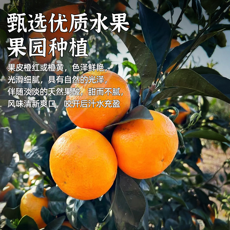 【所有女生直播间】广西武鸣沃柑当季新鲜水果沙糖蜜橘桔子沃柑,淘宝优惠券,粉丝福利购,淘宝优惠卷