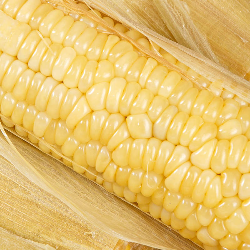 【精品礼盒】沙域香头茬甜糯玉米棒健身代餐玉米沙漠玉米冷鲜玉米