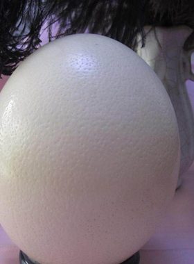 鸵鸟壳蛋托形 鸸驼鸟蛋雕工鹋艺蛋品水球架托托盘  支架晶球底座