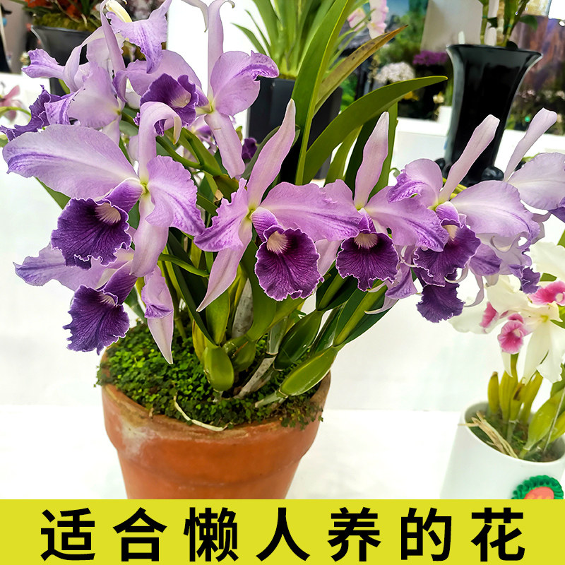 卡特兰基地特价大花浓香洋兰花苗盆栽花卉办公室绿植好养懒人植物,淘宝优惠券,粉丝福利购,淘宝优惠卷