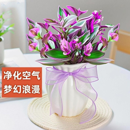 油画婚礼吊兰多肉小盆栽办公室桌面水培绿植室内外好养活油画吊兰 - 图3