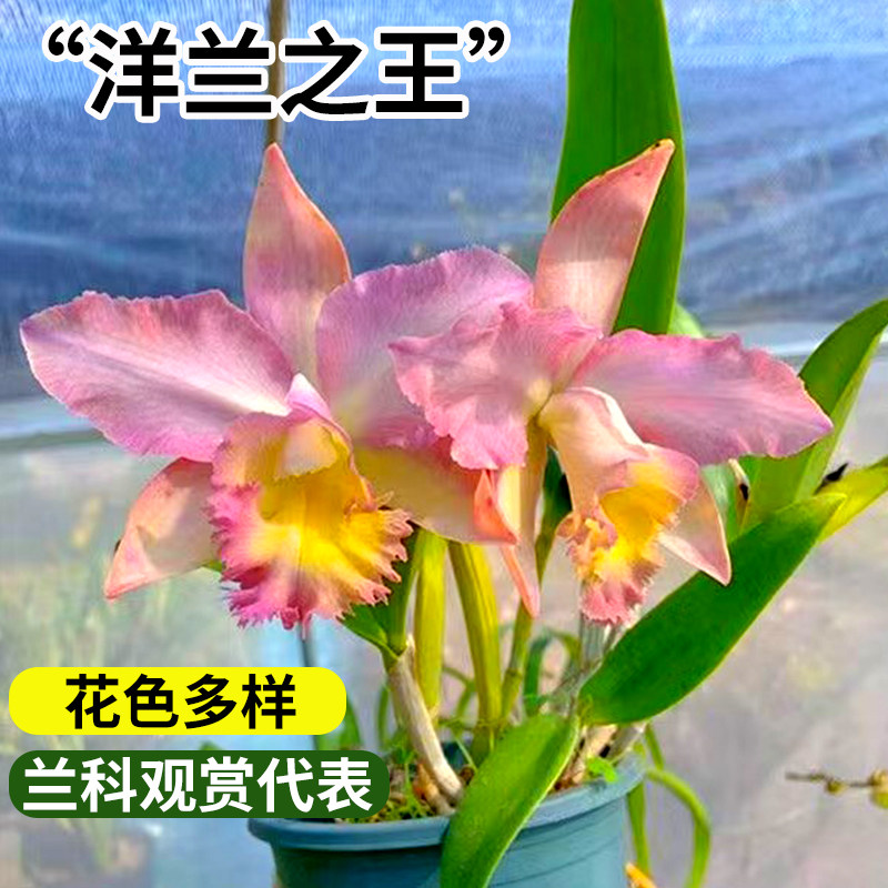 卡特兰基地特价大花浓香洋兰花苗盆栽花卉办公室绿植好养懒人植物,淘宝优惠券,粉丝福利购,淘宝优惠卷