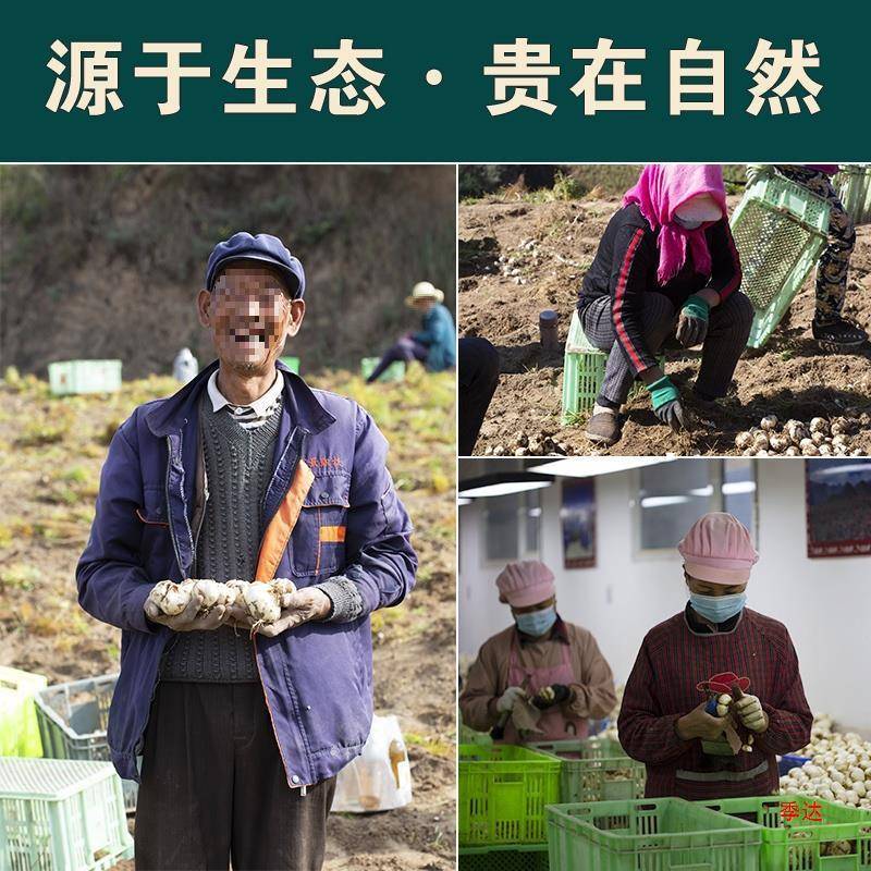 兰州百合新鲜百合500食用甜百合生白合非百合干货甘肃产级包邮 - 图1