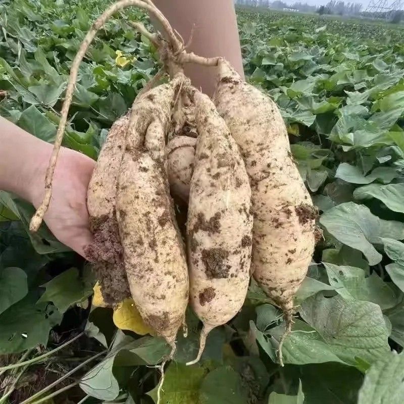果虹正宗巴马白皮牛奶人参薯白心粉糯香甜红薯新鲜现挖番薯地瓜 - 图0