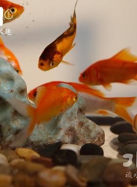 桌面流水摆件喷泉鱼缸客厅风水轮摆件陶瓷招财鱼缸乔迁开业送礼品