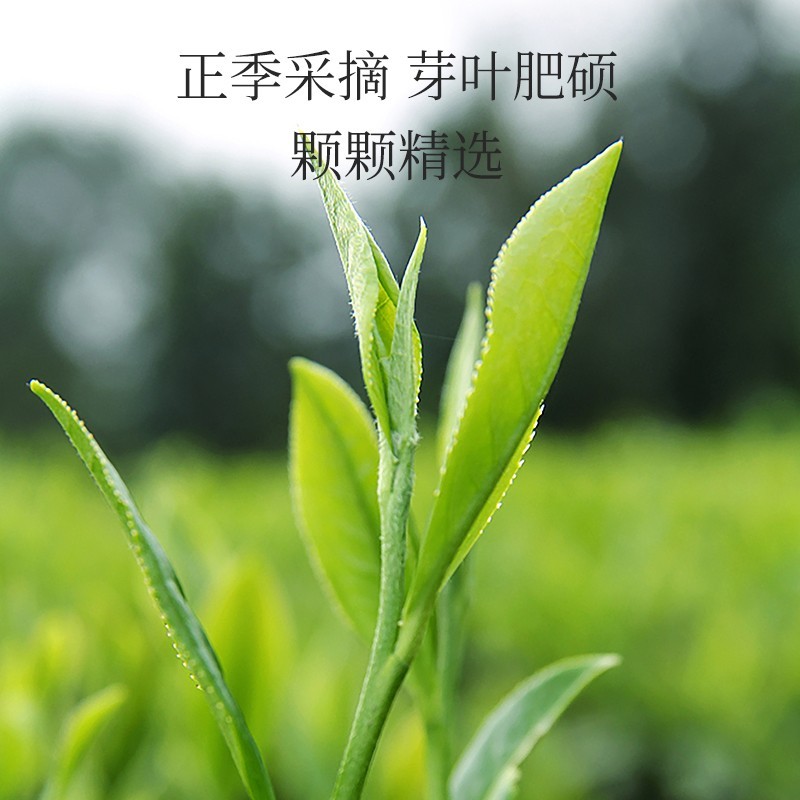 一杯春茶 2025遂川狗牯脑珍品绿茶明前头采春茶浓香耐泡一芽一叶