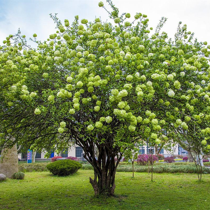 木本绣球树苗中华木绣球苗麻球琼花树苗八仙绣球花苗盆栽庭院植物,淘宝优惠券,粉丝福利购,淘宝优惠卷