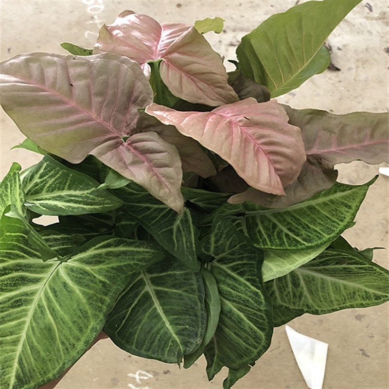 合果芋办公室书房客厅室内红粉佳人净化空气花卉盆栽盆景绿植水养,淘宝优惠券,粉丝福利购,淘宝优惠卷