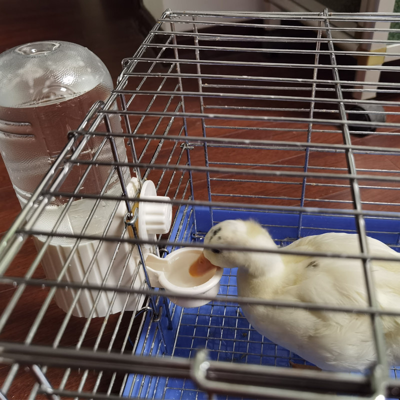 拉士格柯尔鸭水碗水壶小鸡喝水喂水器自动续水可挂式固定鸭子用品,淘宝优惠券,粉丝福利购,淘宝优惠卷