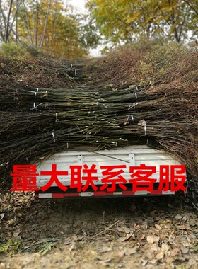 龙柳鲜枝 水养雪柳干枝水培雪柳喷雪绣线菊珍珠梅真束插艺
