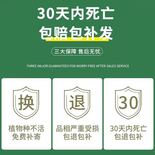 水培米竹室内花卉盆栽南天竹盆景富贵竹凤尾竹子苗四季常青绿植物 - 图2