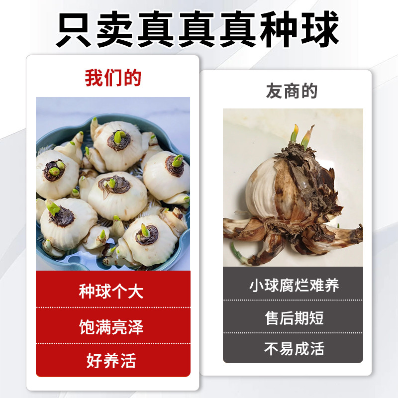 水仙花种球特大漳州重瓣水仙花水培盆栽春节开郁金香室内植物花卉,淘宝优惠券,粉丝福利购,淘宝优惠卷