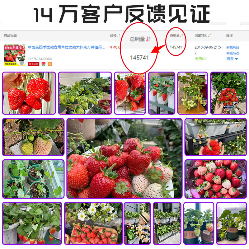草莓苗四季结果盆栽草莓苗秧99草莓苗奶油草莓苗特大号高山草莓苗,淘宝优惠券,粉丝福利购,淘宝优惠卷
