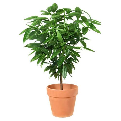 平安树客厅盆栽大幸福树旺宅绿植幸福树办公室内四季常青盆景植物 - 图3
