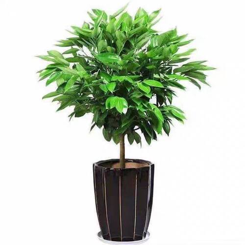 平安树客厅盆栽大型绿植室内招财树植物阳台幸福树易活树苗发财树 - 图3