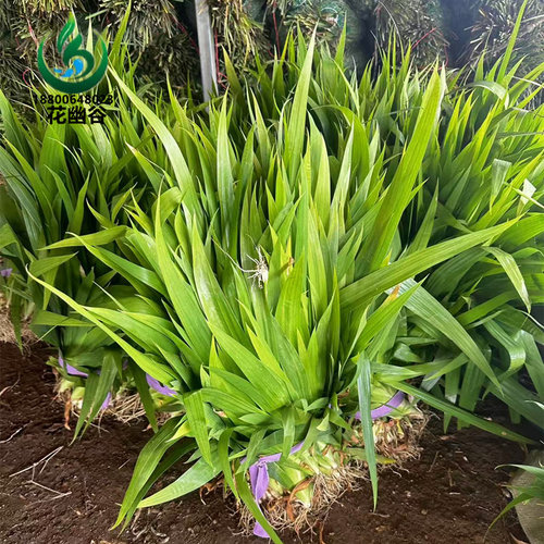 鸢尾花苗庭院道路绿化苗蝴蝶兰苗盆栽蓝花鸢尾苗素心兰花地被植物 - 图1