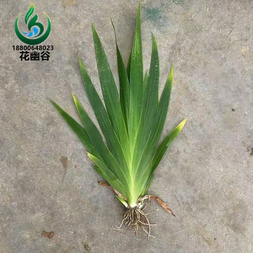 鸢尾花苗庭院道路绿化苗蝴蝶兰苗盆栽蓝花鸢尾苗素心兰花地被植物 - 图0