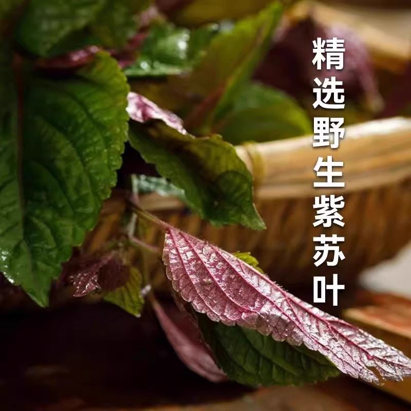 正宗紫苏酱官方旗舰店无添加新鲜香辣原味湖南特色下饭菜开胃菜,淘宝优惠券,粉丝福利购,淘宝优惠卷