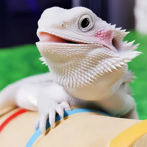 鬃狮蜥蜴宠物幼体入门级爬宠异宠温顺不咬人柑橘wit红系超白zero - 图3