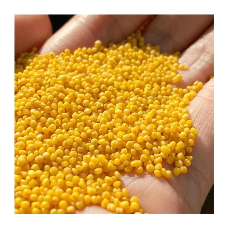 敖汉小米5斤2024年新米内蒙特产农家小米杂粮营养食用黄小米 - 图2