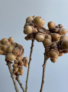 花开云间覆古自然释迦果小橡果菩提果真花干花道具拍摄花束摆件
