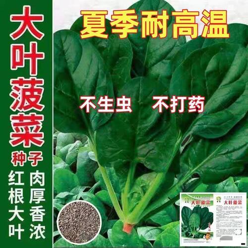夏播王超耐热菠菜种子高产红根大叶耐高温波菜子秋季播种蔬菜种籽 - 图3