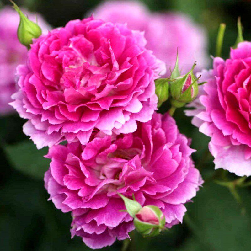 天方夜谭月季花苗四季可盆栽玫瑰开花特大花藤本花树蔷薇爬藤小苗,淘宝优惠券,粉丝福利购,淘宝优惠卷